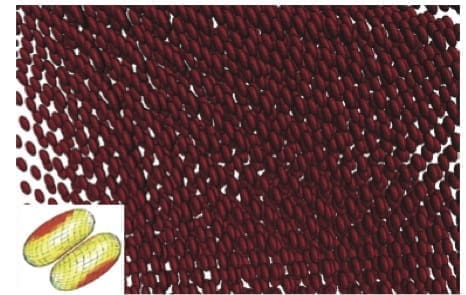 simulation of red blood cells