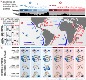 (A) Clustering of metagenomes based on SAAVs profiles (B) S-LLPA proteotypes and ocean current temperatures (C) Example protein structures with SAAVs