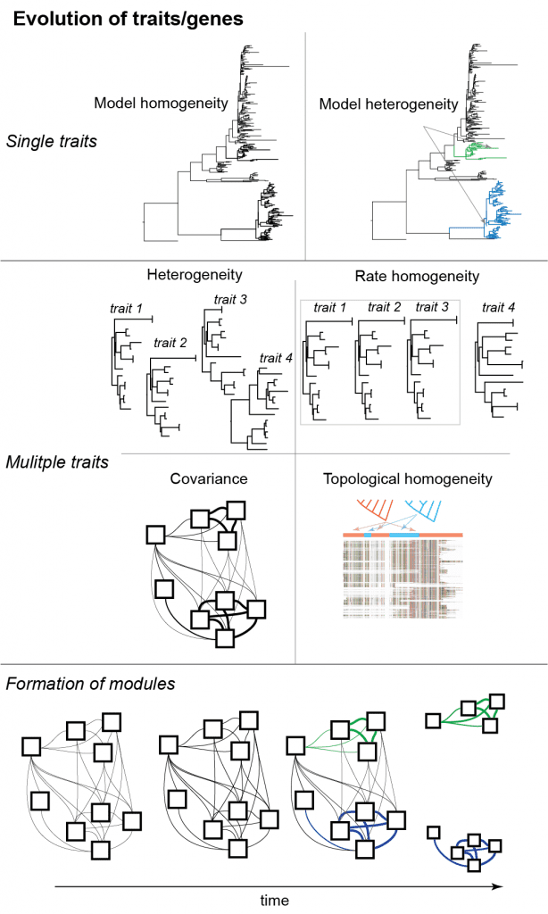 Model of evolution of traits/genes