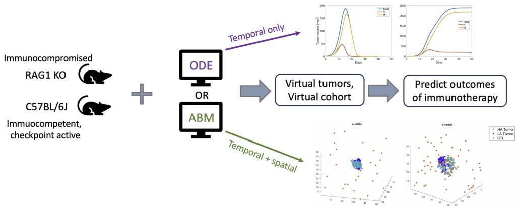 Graphic shows two different mice, one goes toward a screen reading ODE Temporal only, the other toward ABM Temporal + Spatial. Graphs show the occurrences.