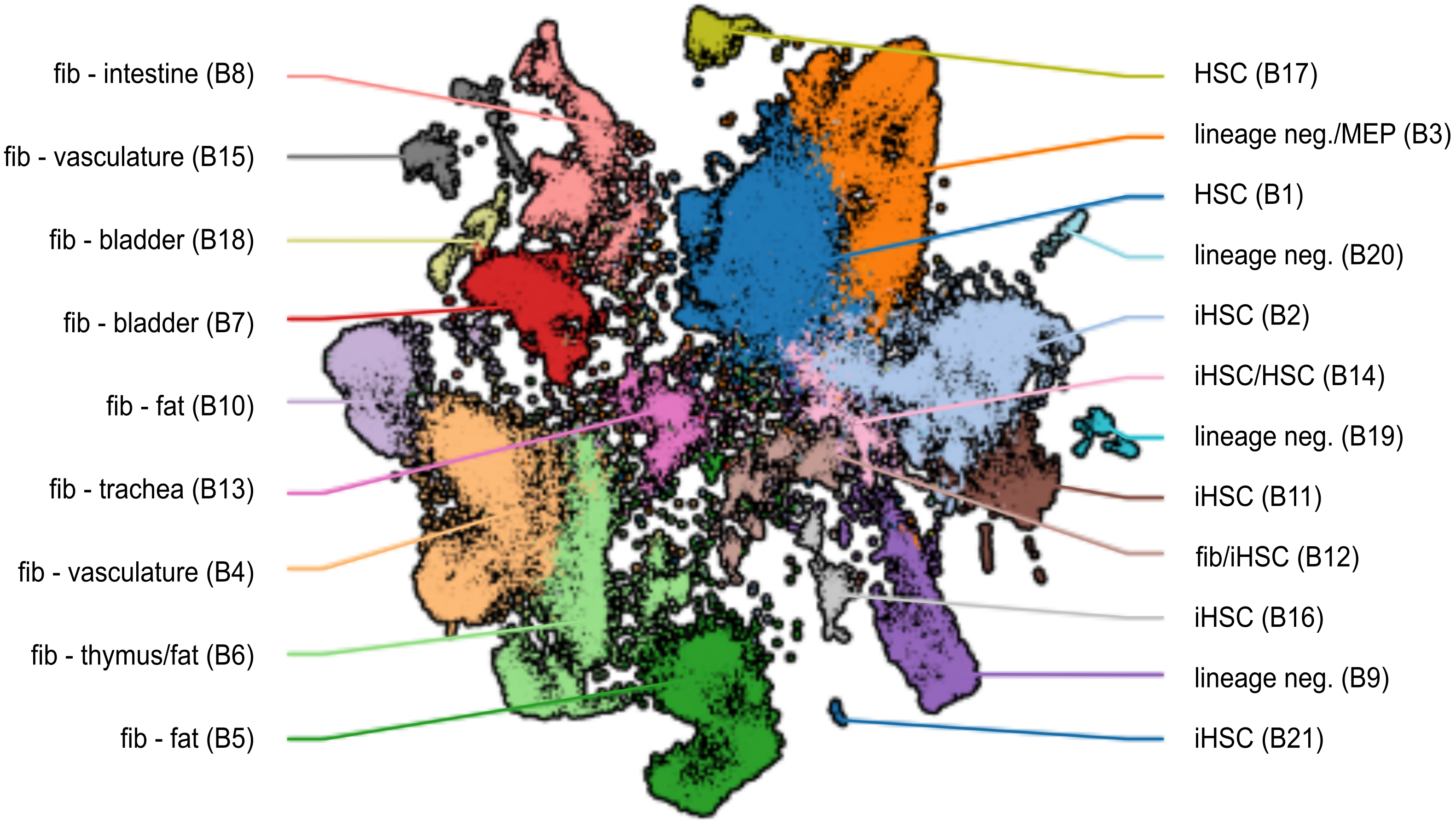 colorful clusters representing fibroblasts of intestines, bladder, vasculature, fat, trachea. 
