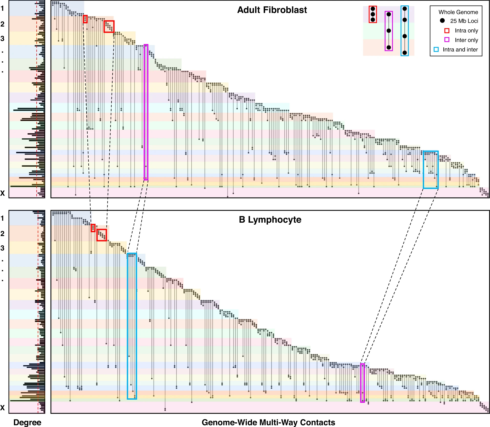 Charts show a pattern of adult fibroblasts correlating to B Lymphocytes. 