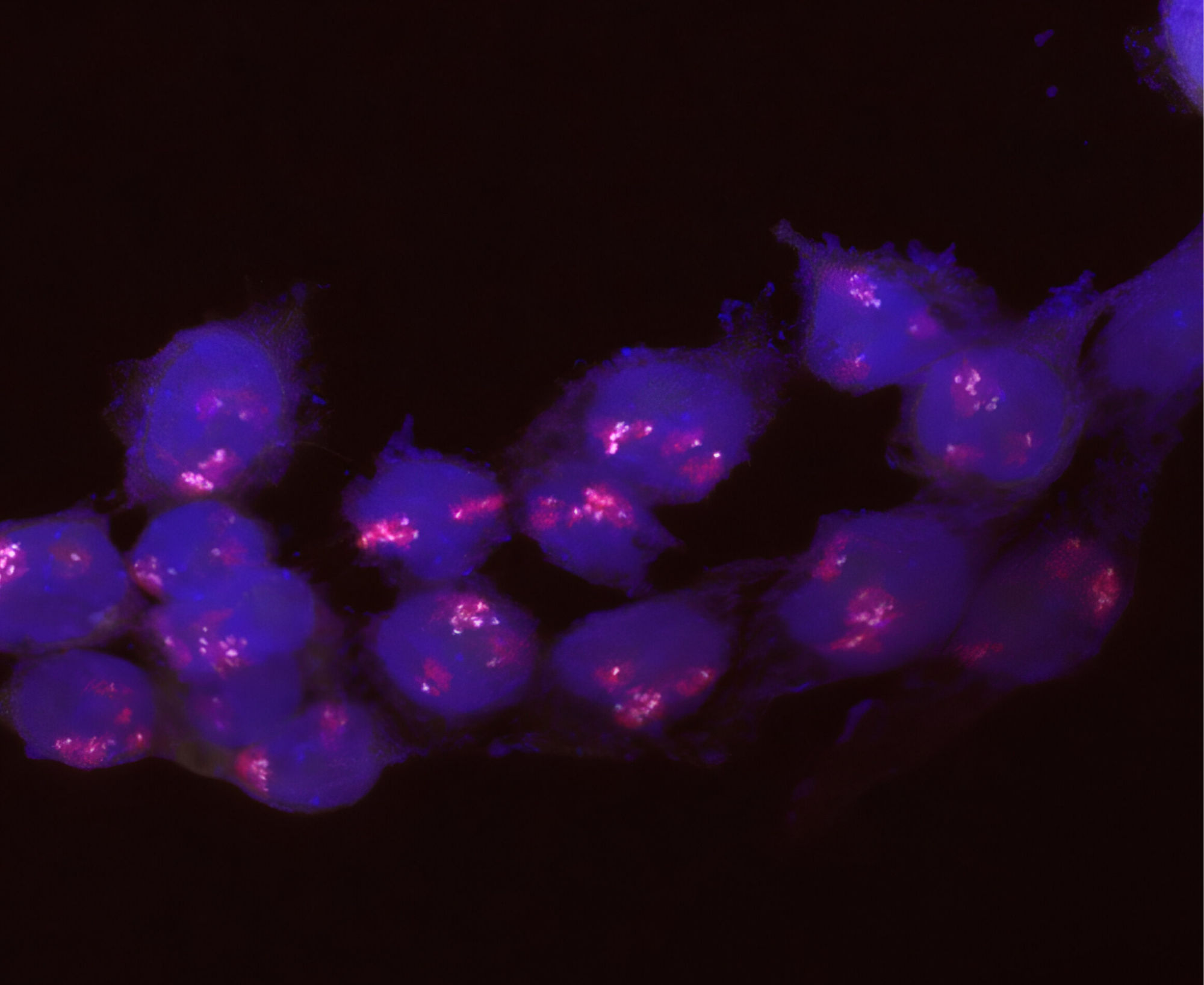Colorful research image