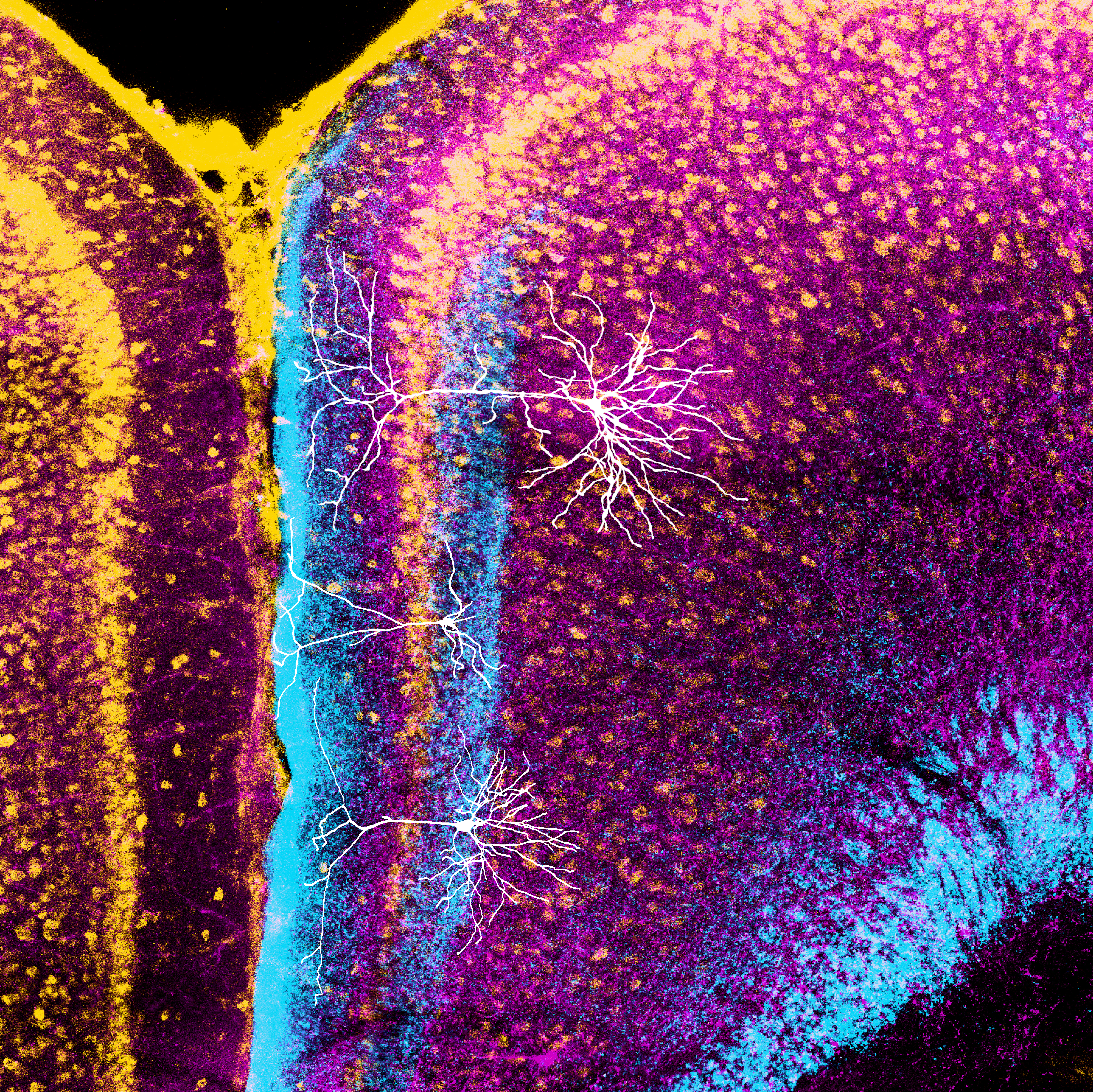 Colorful fluorescent microscope image of a section of brain tissue, with dense purple and yellow cellular layers, a bright blue vertical boundary, and fine white branching neural fibers extending across the center.