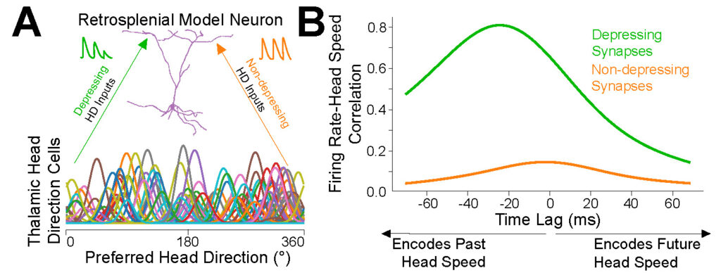 Two-panel scientific figure. Panel A shows a “Retrosplenial Model Neuron” receiving inputs from many thalamic head-direction cells with different preferred head directions. Green “depressing HD input” and orange “non-depressing HD input” arrows point to a purple neuron diagram. Panel B shows a line graph of firing-rate/head-speed correlation versus time lag; the green depressing-synapse curve is much higher and peaks at negative time lag, indicating encoding of past head speed, while the orange non-depressing-synapse curve remains low across time lags.