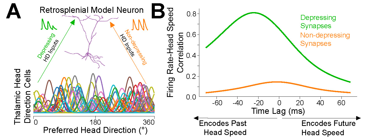 Two-panel scientific figure. Panel A shows a “Retrosplenial Model Neuron” receiving inputs from many thalamic head-direction cells with different preferred head directions. Green “depressing HD input” and orange “non-depressing HD input” arrows point to a purple neuron diagram. Panel B shows a line graph of firing-rate/head-speed correlation versus time lag; the green depressing-synapse curve is much higher and peaks at negative time lag, indicating encoding of past head speed, while the orange non-depressing-synapse curve remains low across time lags.